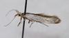Coleophora anatipennella